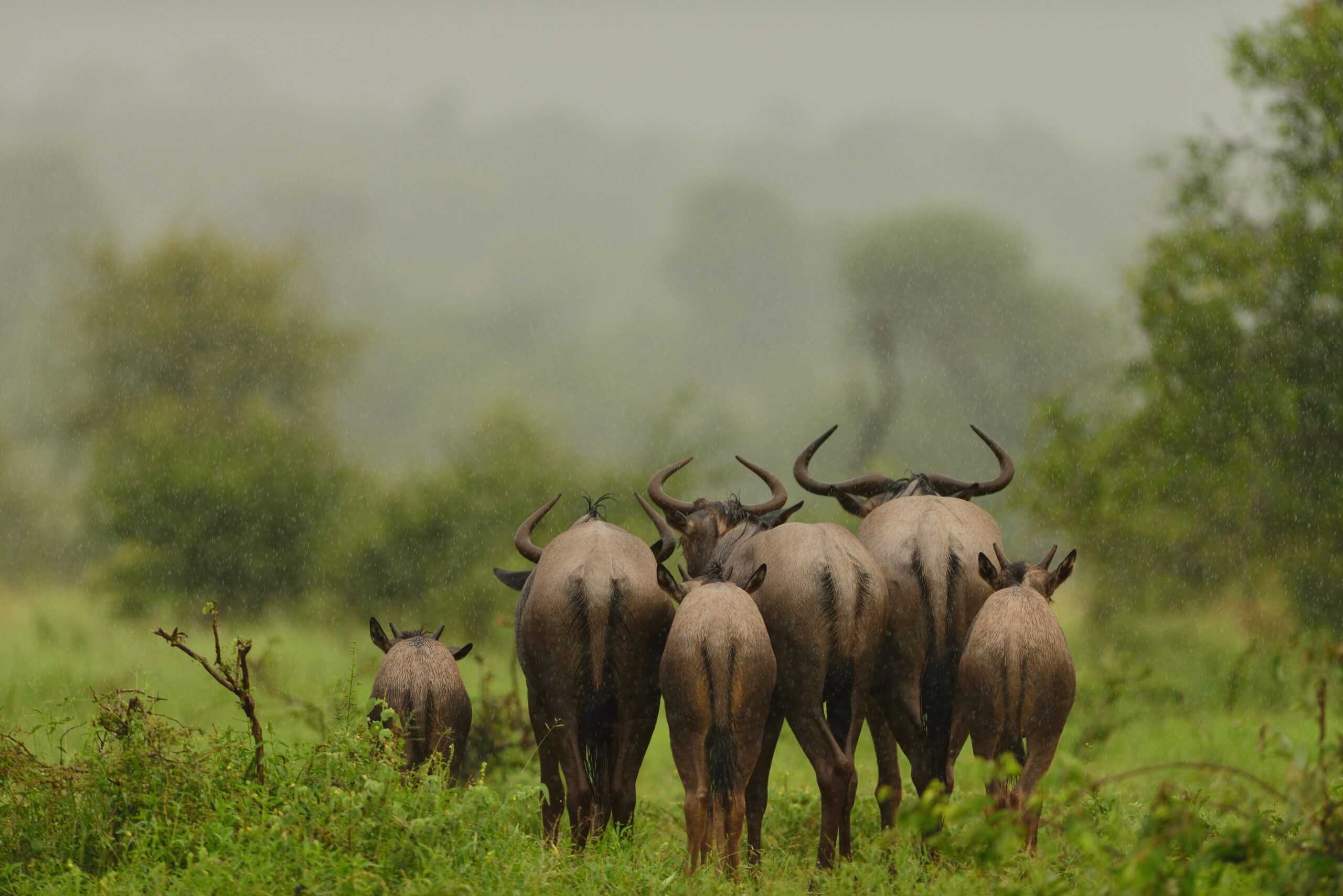 Discover the Wonders of Tanzania with a Package Tour